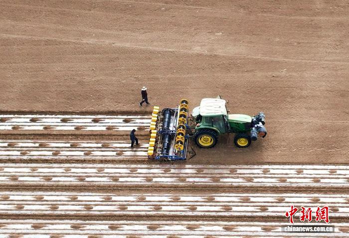 Шыңжаңның Яркен ауданында бір миллион му жерге мақта егу басталды