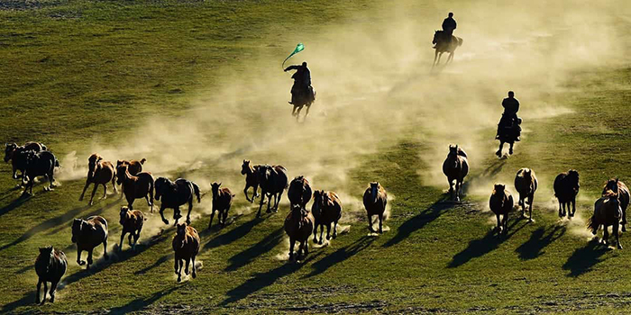 Шыңжаң жылқы шаруашылығы қауымдастығы мен Қазақстанның Алматы облысы ресми түрде келісімге қол қойды