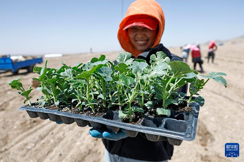 Шөл далада қарбыз егіліп жатыр