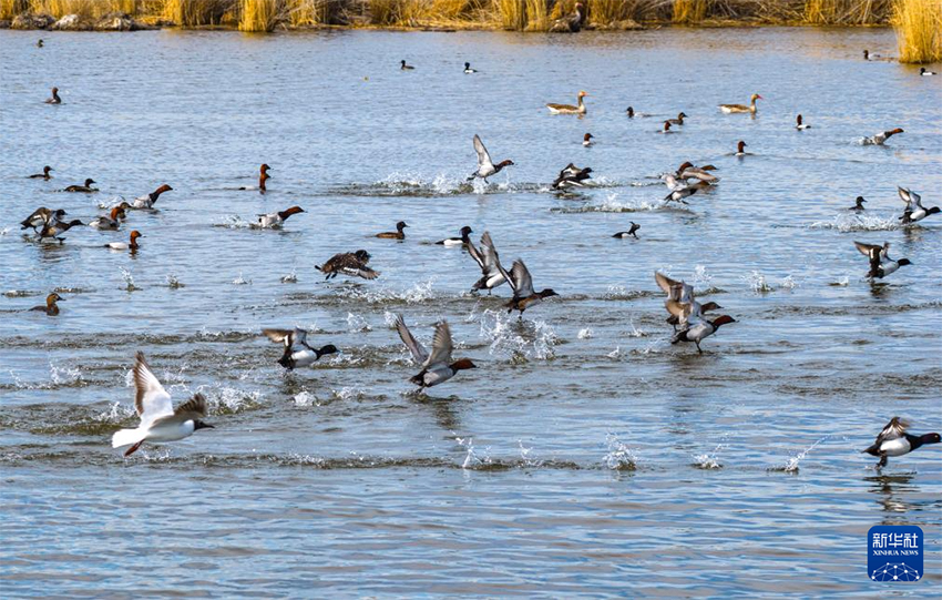 Шыңжаңның Алтай аймағы: «Өмір ұясы» іс-шарасы жыл құсын, сулы-батпақты жерлердің экологиясын, электр желілерінің қауіпсіздігін қорғайды