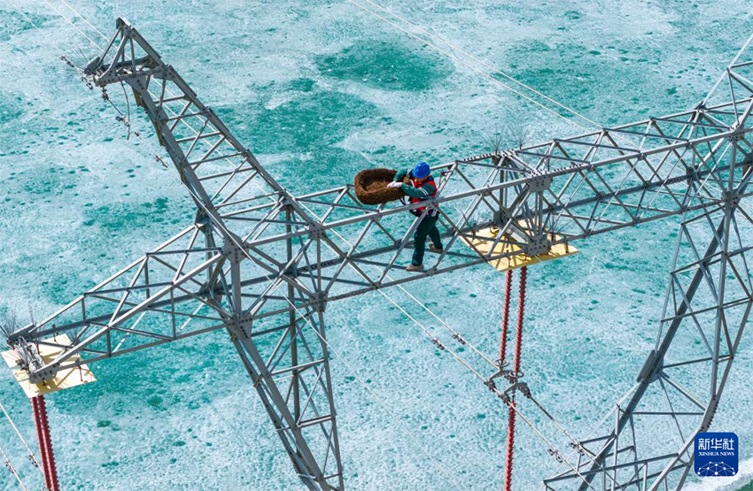 Шыңжаңның Алтай аймағы: «Өмір ұясы» іс-шарасы жыл құсын, сулы-батпақты жерлердің экологиясын, электр желілерінің қауіпсіздігін қорғайды