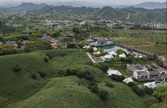 Чжэцзян өлкесі Аньцзи ауданында шай жинау қызу жүріп жатыр