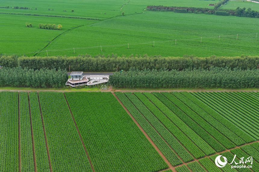 Цзилинь өлкесінің Лишу ауданы: Жасыл желектегі мол өнім