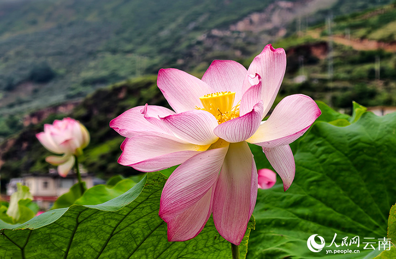 Юньнань өлкесінің Лицзян қаласында күзгі лотос жарыса гүл ашты